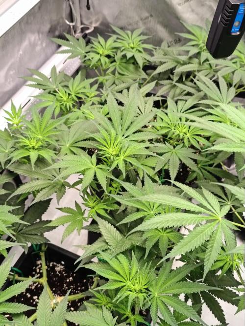 Dognabis#024P. Week 10