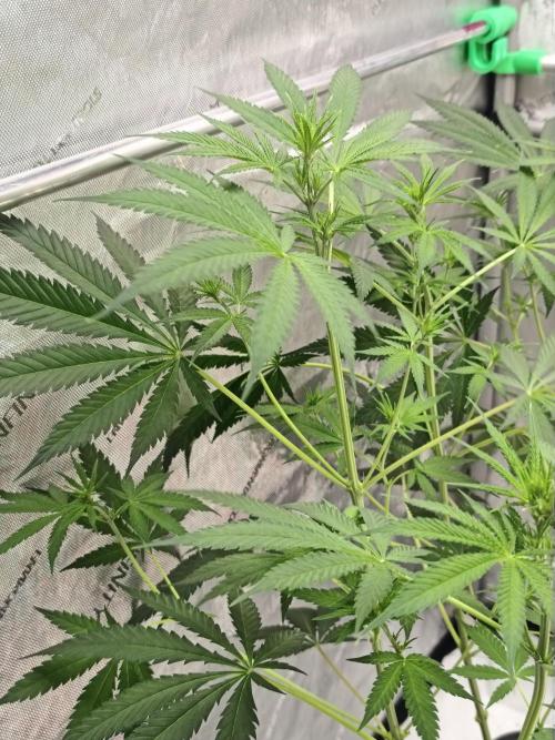 Dognabis#024P. Week 10