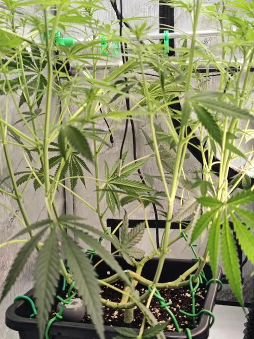 Dognabis#024P. Week 10