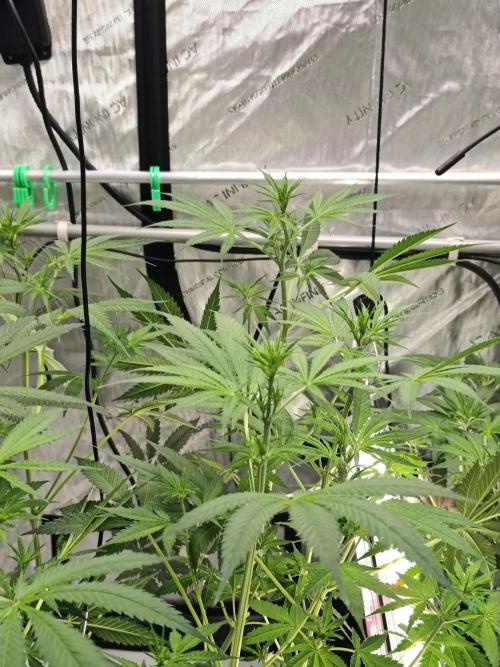 Dognabis#024P. Week 10