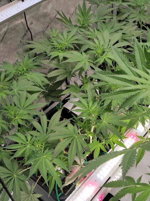 Dognabis#024P. Week 10