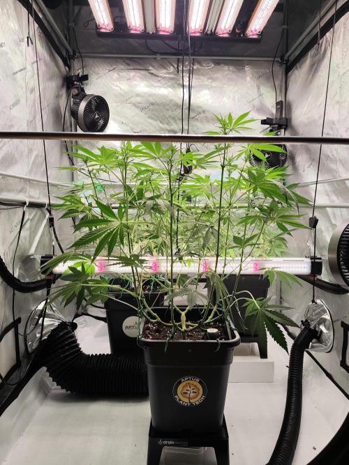 Dognabis#024P. Week 10