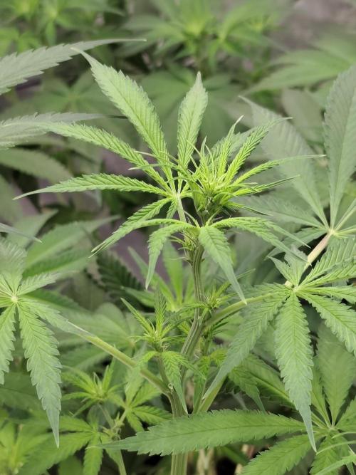 Dognabis#024P. Week 10