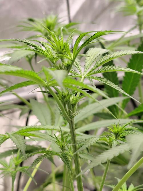 Dognabis#024P. Week 10