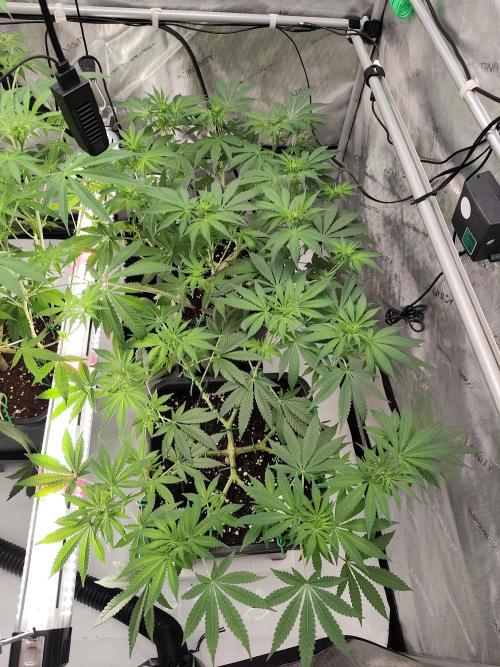 Dognabis#024P. Week 10