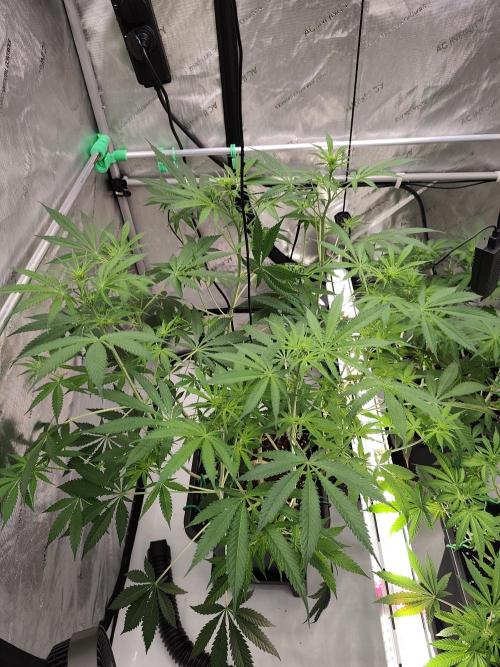 Dognabis#024P. Week 10