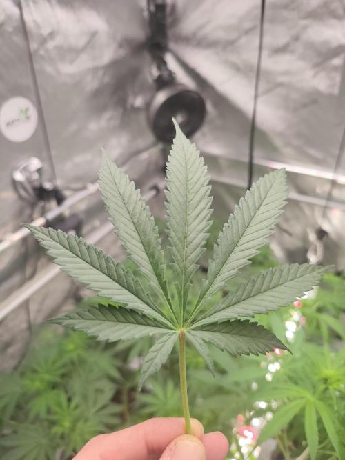 Dognabis#024P. Week 10