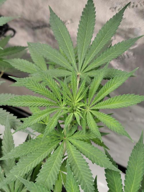 Dognabis#024P. Week 10