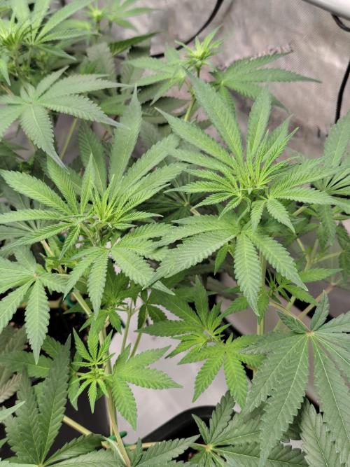 Dognabis#024P. Week 10