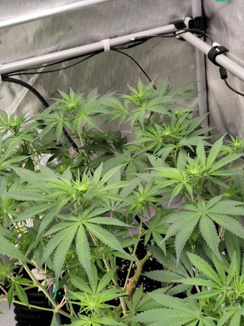 Dognabis#024P. Week 10