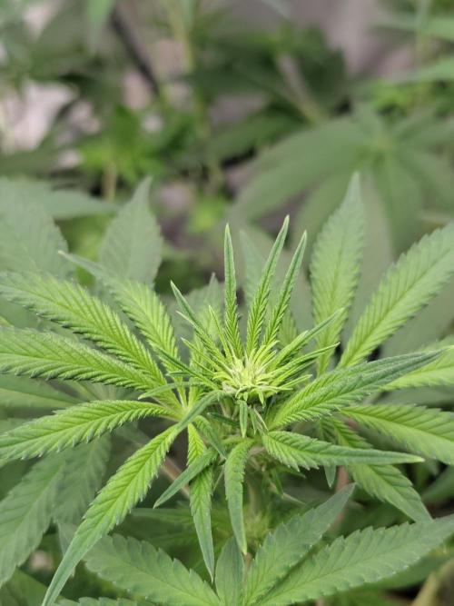 Dognabis#024P. Week 10