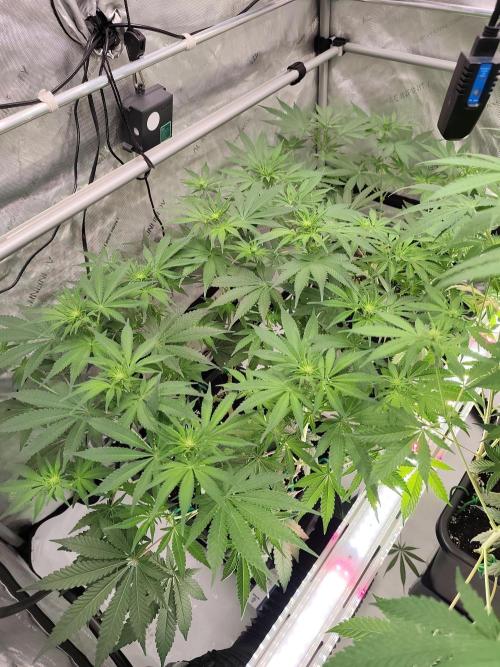 Dognabis#024P. Week 10