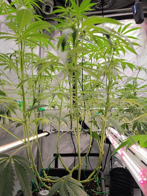 Dognabis#024P. Week 10