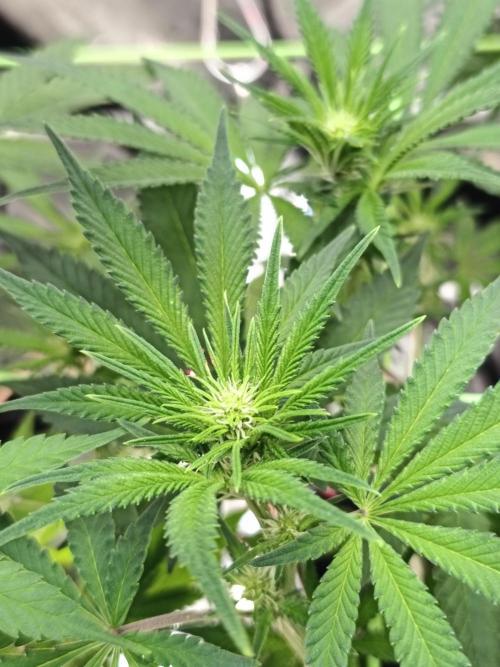 Dognabis#024P. Week 10