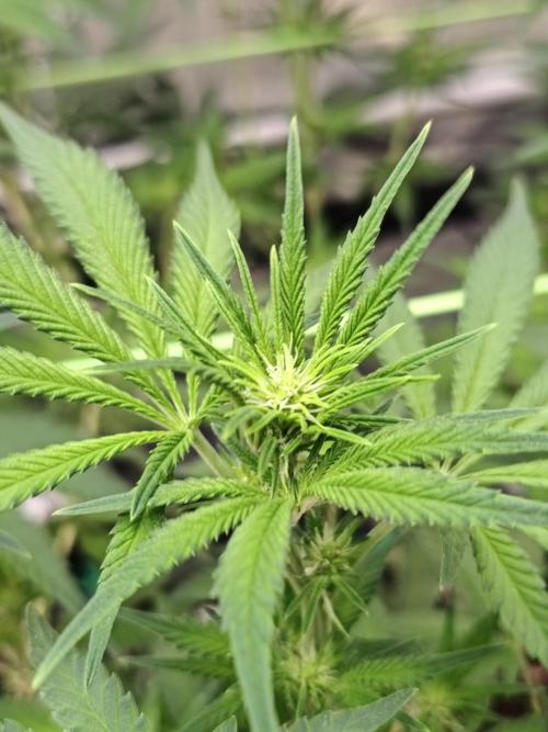 Dognabis#024P. Week 10