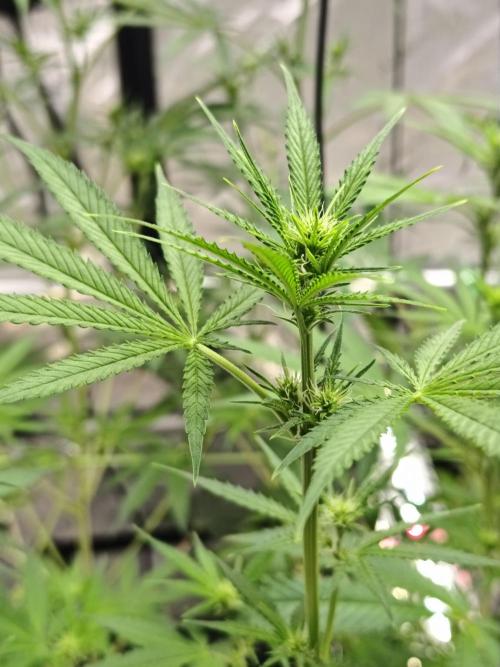 Dognabis#024P. Week 10