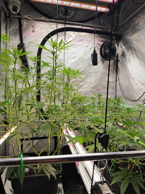 Dognabis#024P. Week 10