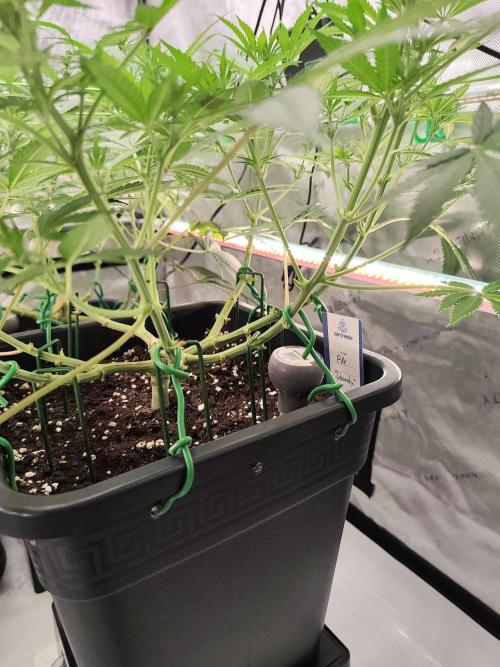 Dognabis#024P. Week 10