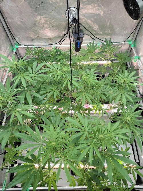 Dognabis#024P. Week 10