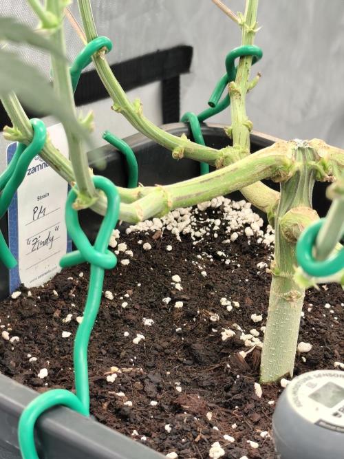 Dognabis#024P. Week 10