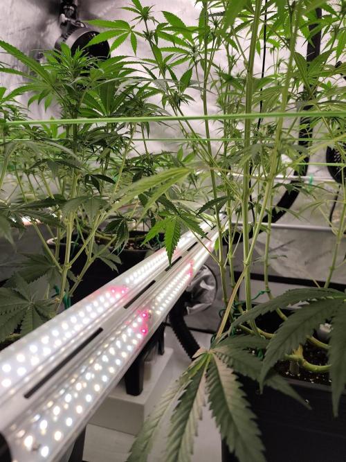 Dognabis#024P. Week 10