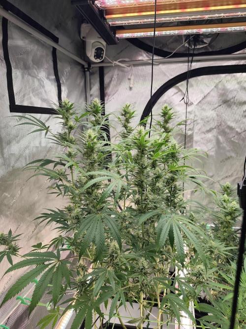 Dognabis#024P. Week 11