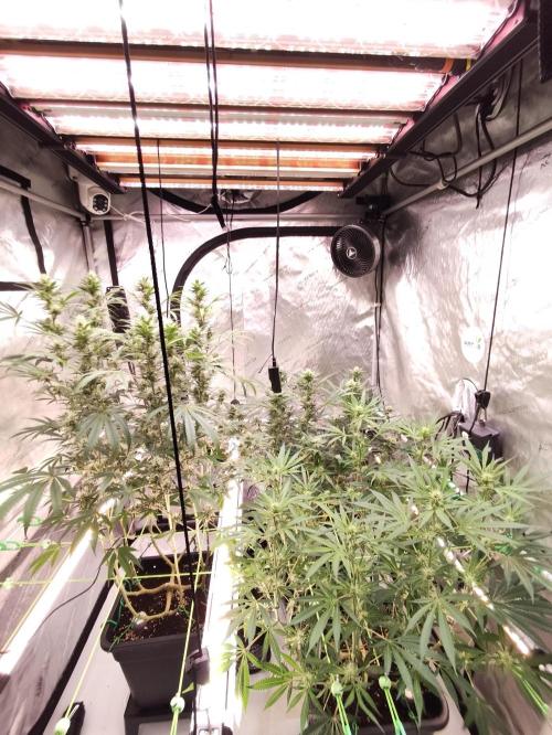 Dognabis#024P. Week 11