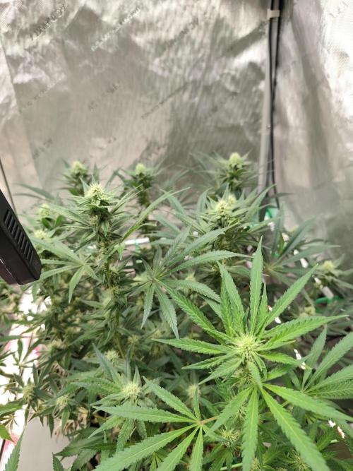 Dognabis#024P. Week 11