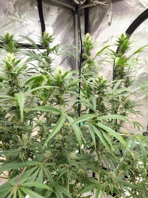 Dognabis#024P. Week 11