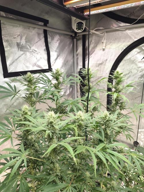 Dognabis#024P. Week 11