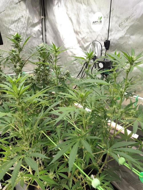 Dognabis#024P. Week 11