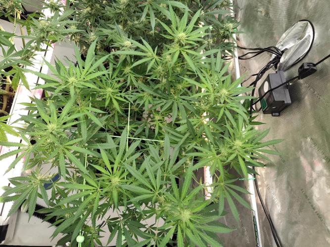 Dognabis#024P. Week 11