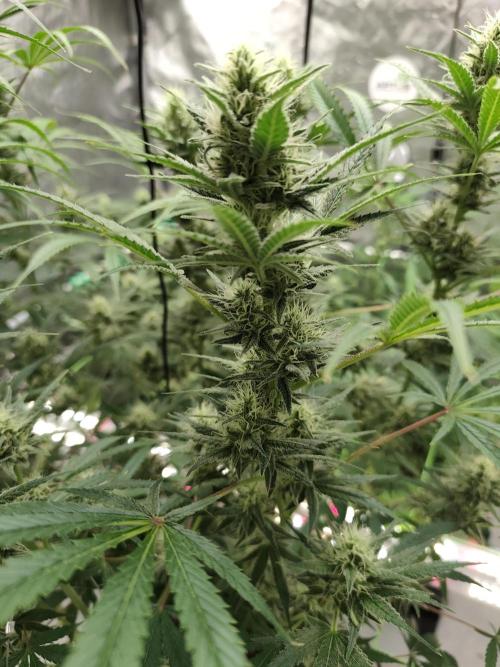 Dognabis#024P. Week 12