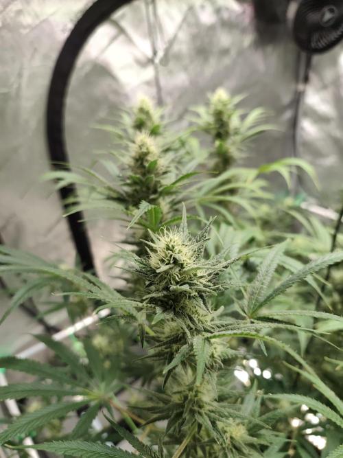 Dognabis#024P. Week 12