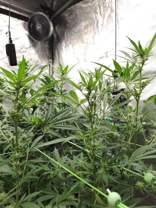 Dognabis#024P. Week 12