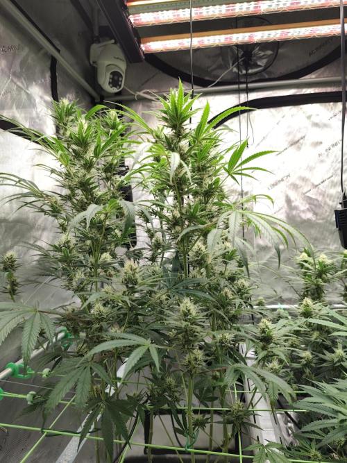 Dognabis#024P. Week 12