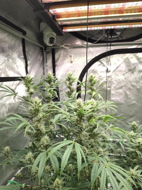 Dognabis#024P. Week 12