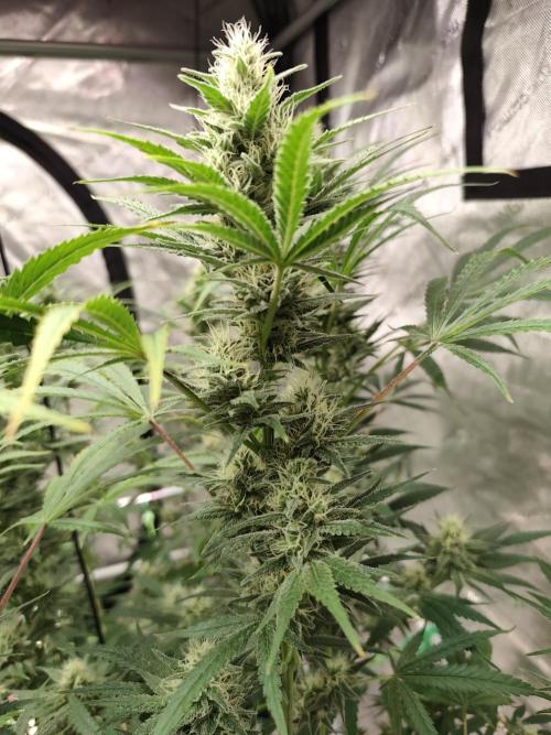 Dognabis#024P. Week 12