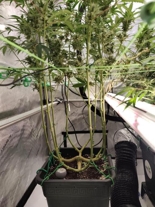 Dognabis#024P. Week 12