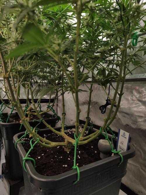 Dognabis#024P. Week 12