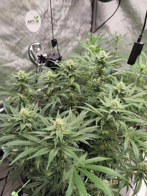 Dognabis#024P. Week 12