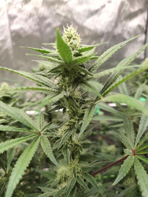 Dognabis#024P. Week 12