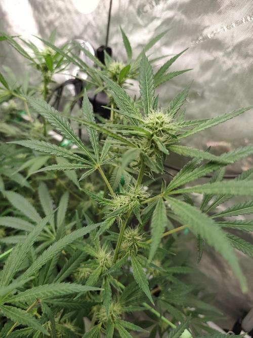 Dognabis#024P. Week 12