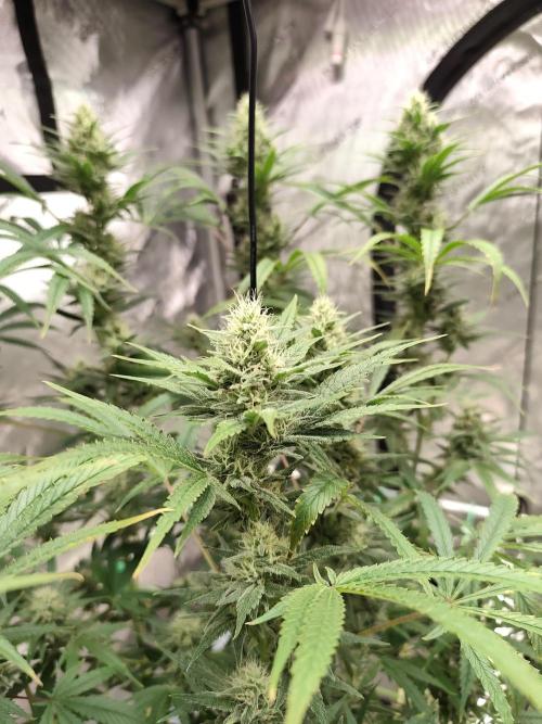 Dognabis#024P. Week 12