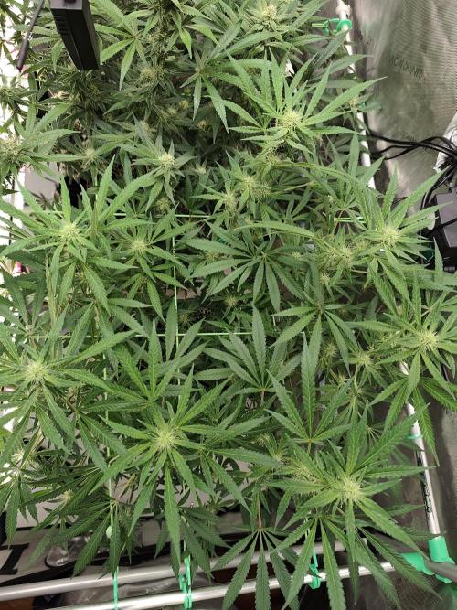 Dognabis#024P. Week 12