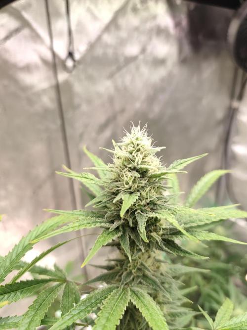 Dognabis#024P. Week 12