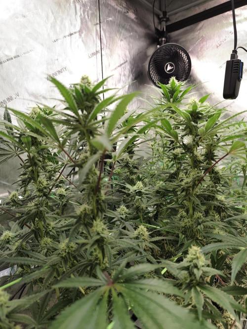 Dognabis#024P. Week 12