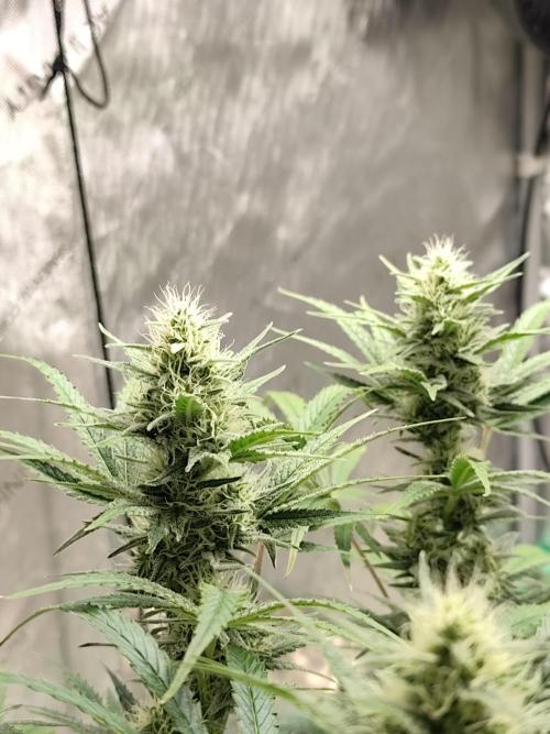 Dognabis#024P. Week 12