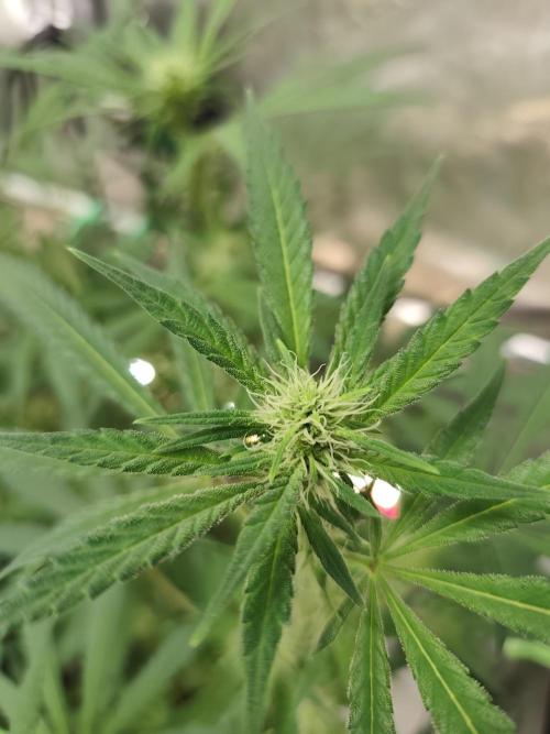 Dognabis#024P. Week 12