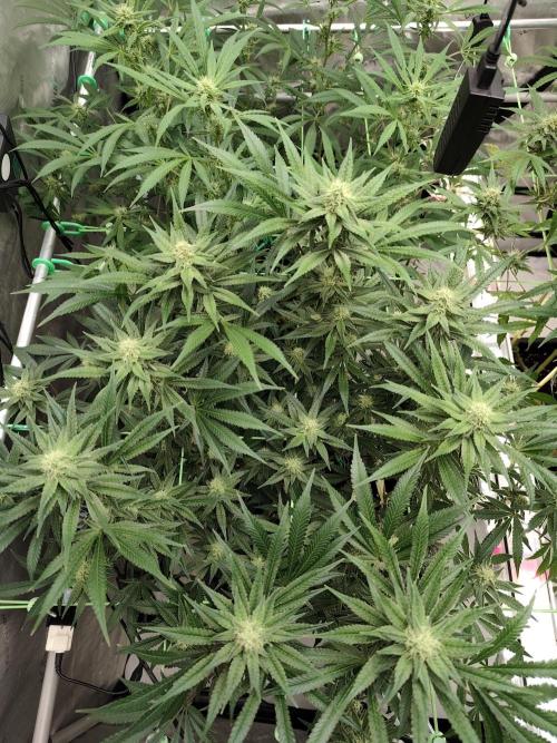 Dognabis#024P. Week 12